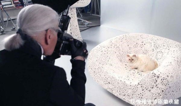 时尚界|世界上生活最奢侈的猫，当属老佛爷的最爱，富裕镇压“王可可”