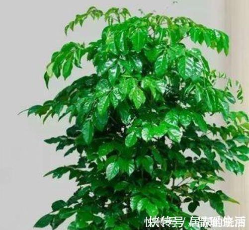幸福树|客厅最适合养3种花，漂亮还能“旺财、旺运”，一养就上瘾