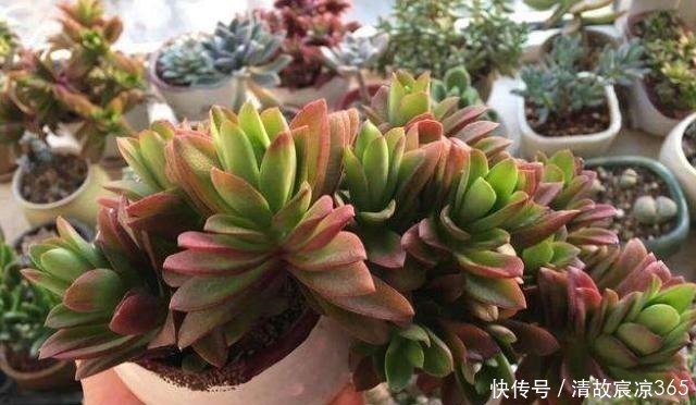 多肉换盆不修根难怪养不好，教你几招，服盆快，后期更好养