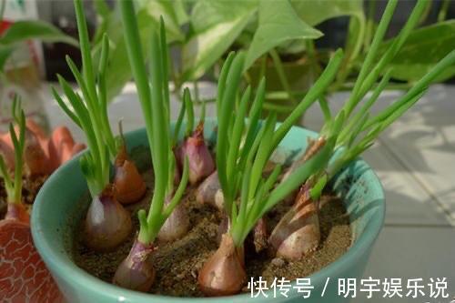 厨房吃不完的5种菜，种“花盆里”，变盆景开花美，能吃好几茬