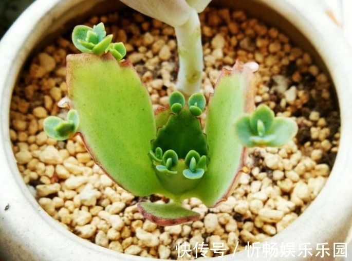 不死鸟|这花太能生崽,恨不得用脚踩,结果越踩长得越多!