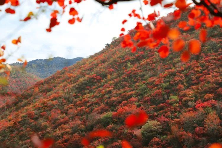 河山|红了！灵宝这儿的红叶红了