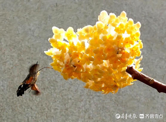 春暖花开，结香芬芳引蝶来