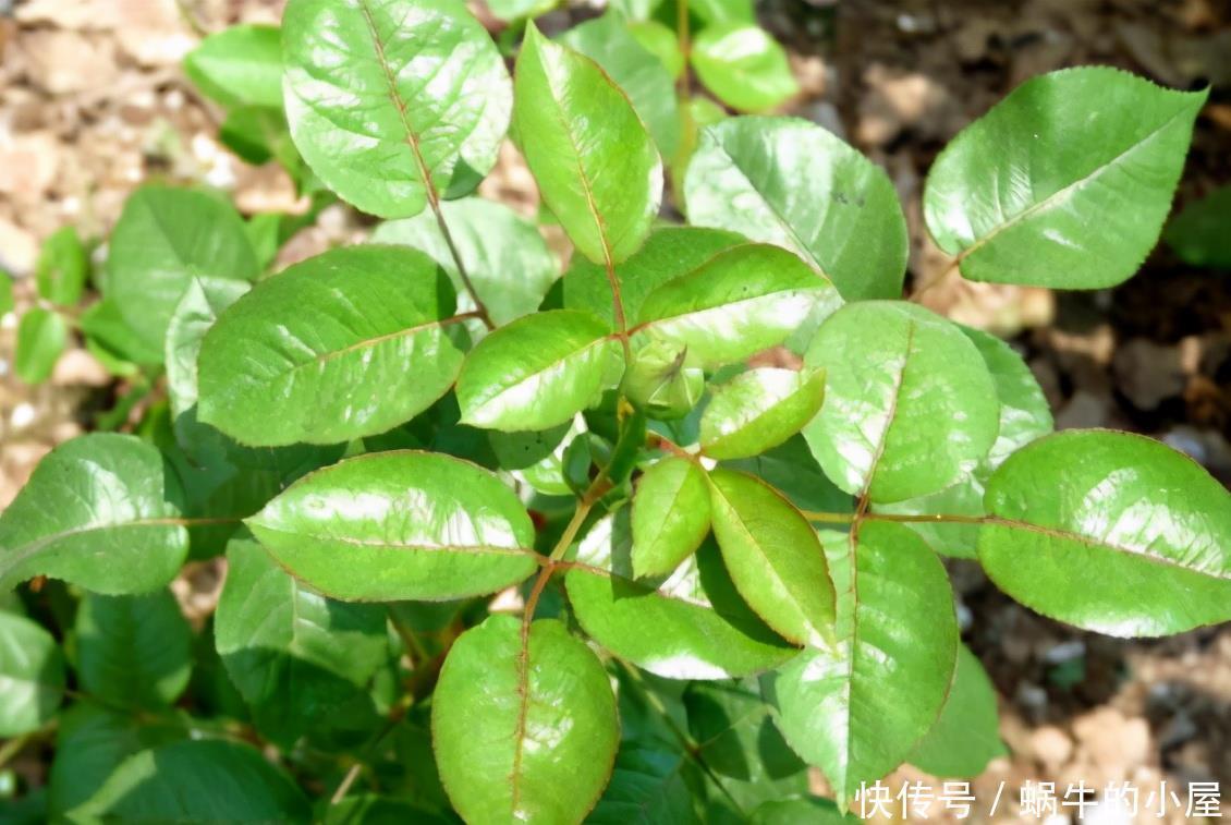 春天养花三种虫子难杀死,掌握它们的“消灭诀窍”,才能彻底杜绝