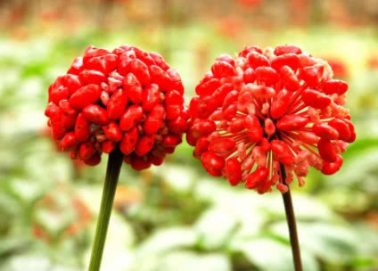 黄体酮|天然的“黄体酮”找到了，女人经常吃一点，调理乳腺远离增生