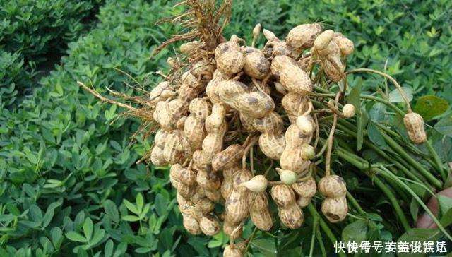 卵磷脂|对健康最好的零食,每天吃一把,肚子平了,腿不粗了,越吃越年轻