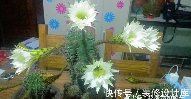 4款秋天栽培的花卉，大家都了解吗？秋天到了，赶紧在家里养几盆