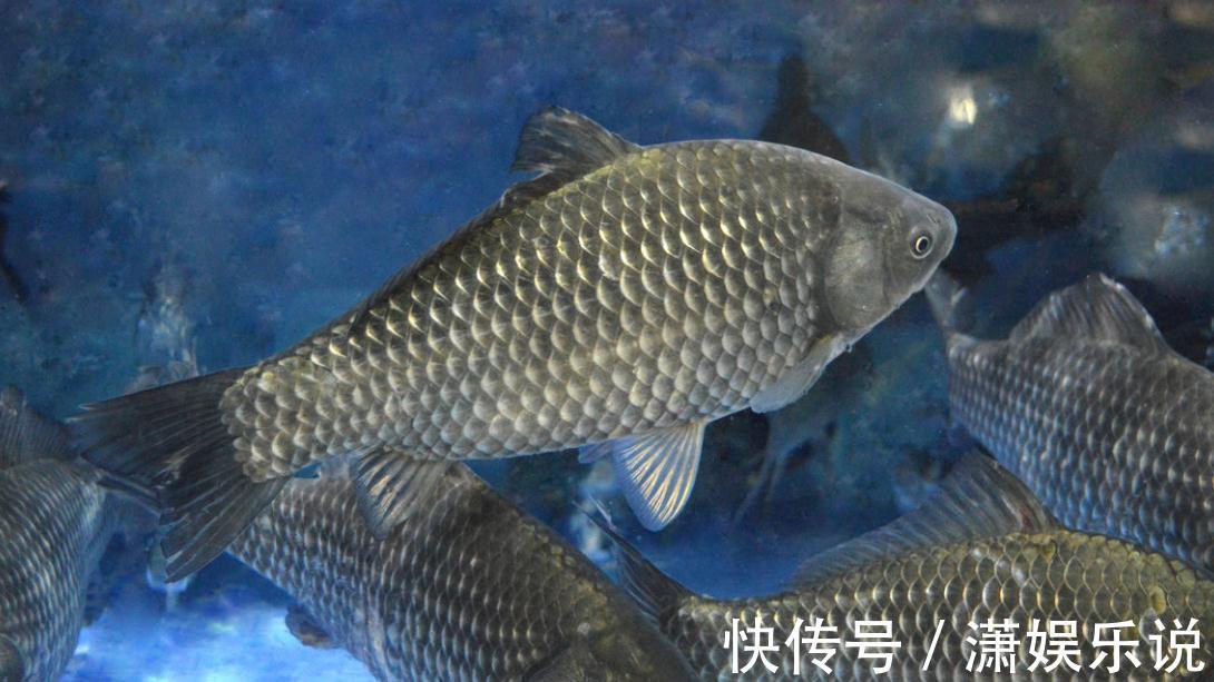 夏季鲫鱼为什么不咬钩共3个原因，知道后再钓不到它们，算我输
