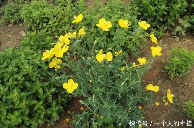 咽喉痛|农村一野草,常被当野草除掉,却是治牙痛良药,人称“勒马回”