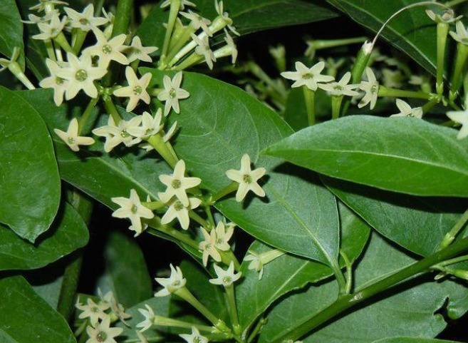 这花只在晚上开,开花比拳头还大,花开香气怡人,观赏价值极高