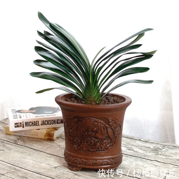 黄叶|君子兰要长得旺，就要下手“切”，几刀下去叶片蹭蹭长，变群兰！