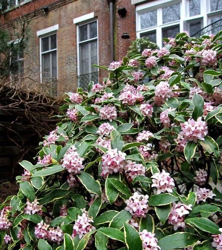 冬季养金边瑞香,做好2步很关键,过冬很顺利、花多香浓