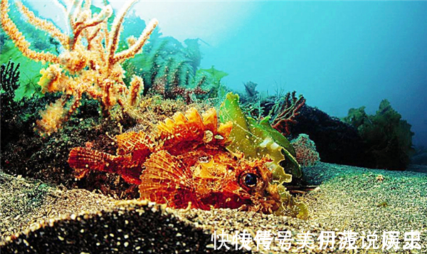 猴娃$“猴娃”的身世之谜:23年前专家对其尸检后,发现六大疑点