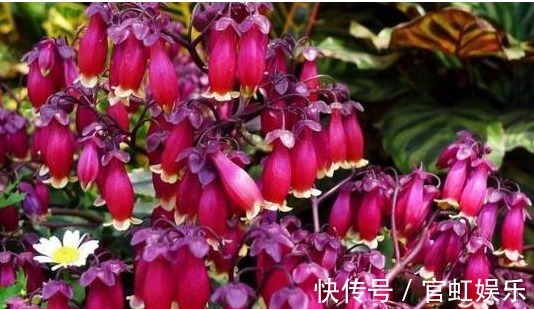 长寿花盆栽用以下方法扦插繁殖,15天长出新植株,花苞呼呼长!