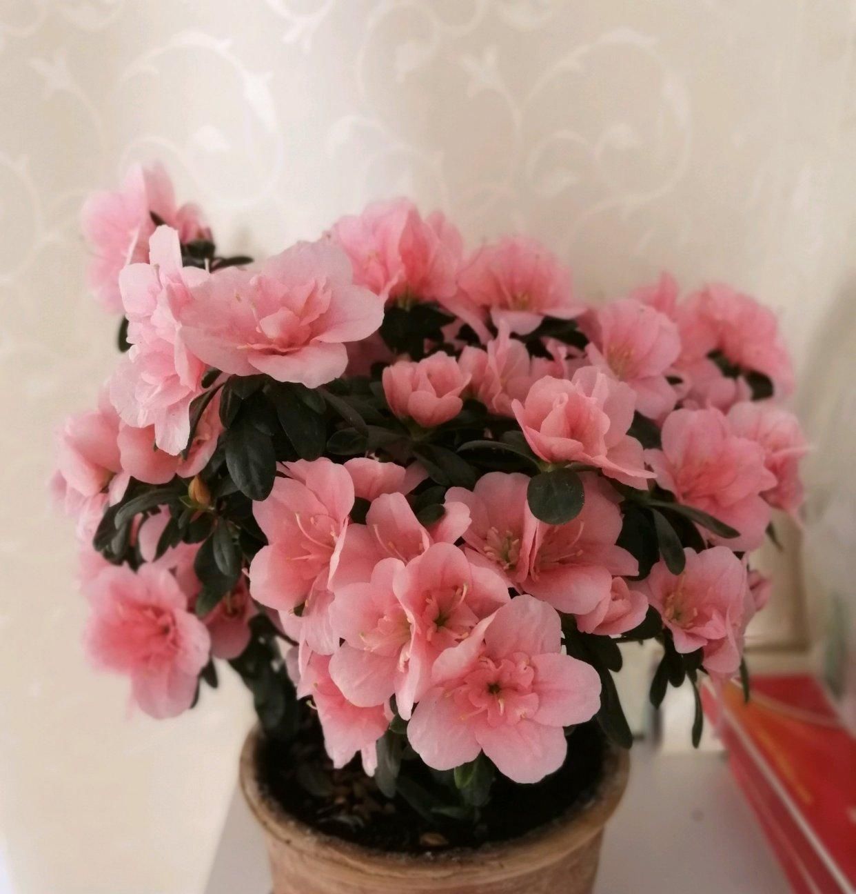 盆景|此花是中国传统名花,种植容易,四季常开,适合盆栽,还可做盆景