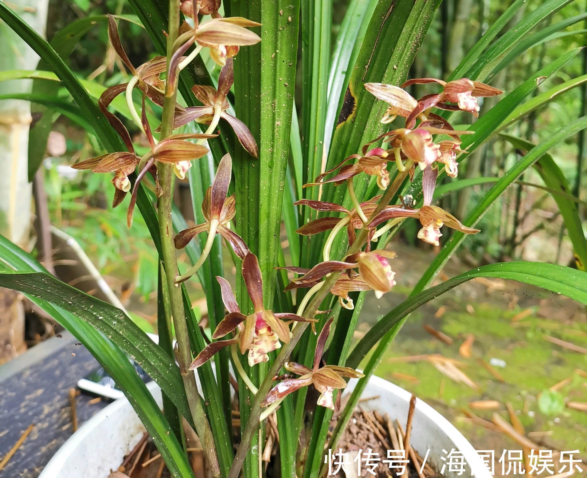 秋老虎|秋老虎天气你会给兰花浇水吗一不小心兰花就空根，半截水是祸端