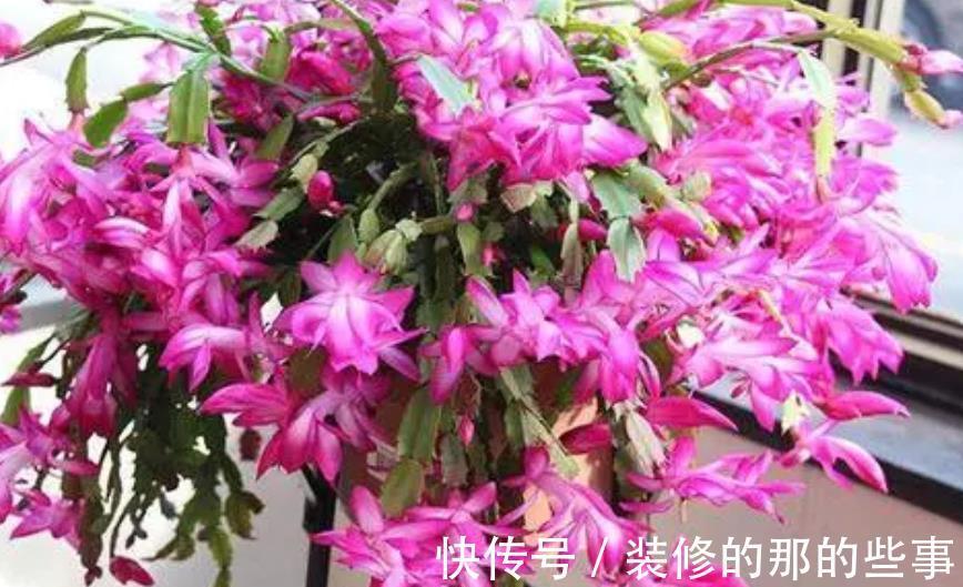 天竺葵|4种漂亮花,现在养一盆正当时,秋凉早开花,适合新手