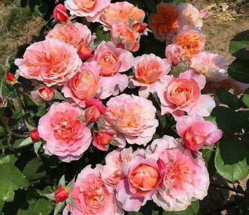 繁花|想要月季花开出“繁花”景象，这几件事要做好，5分钟学会！