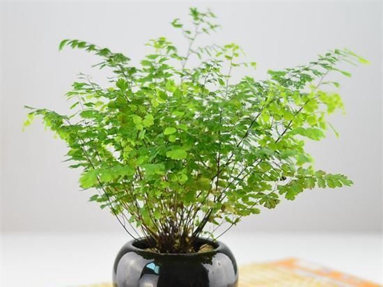 家里不够向阳,想养花怕养不好,那这几种花值得入手