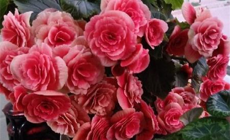 养花试试这几款，花期尽量减少太阳光照射，维持荫凉自然环境