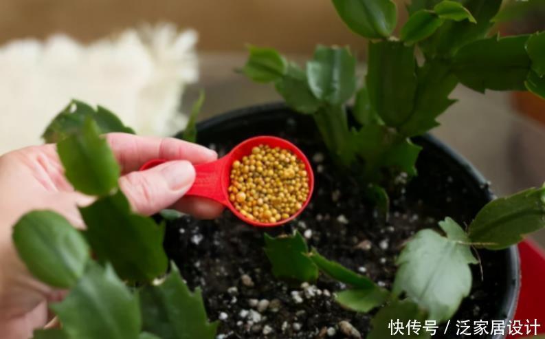 养花|家庭养花:制肥、施肥该掌握哪些小技巧?