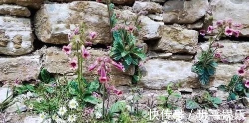 野草|农村一野草,人称“蜜罐”,根价值不输人参,长在路边少人识