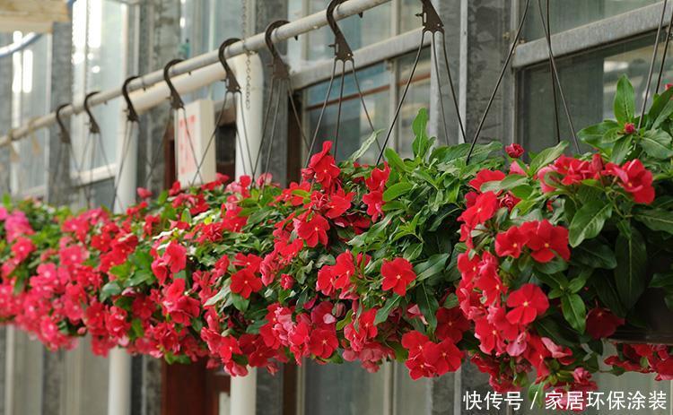 太阳花|阳台适合养的“6种花”,花色丰富,花期长,一直赏花六个月