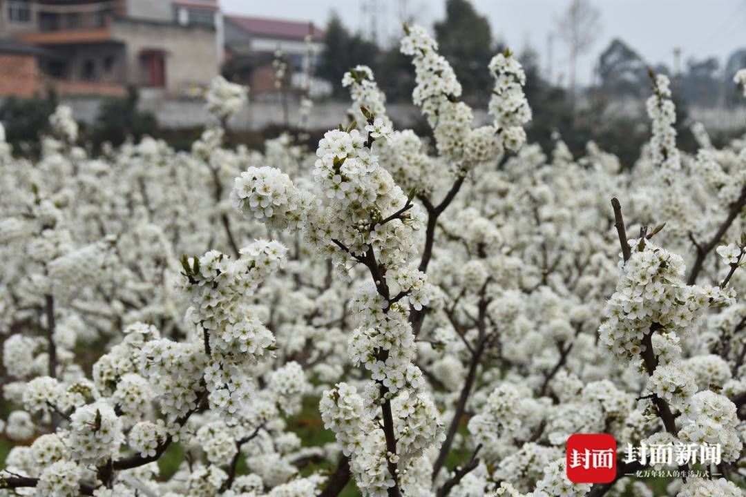 组图｜春田赏花，千年荣州等你！