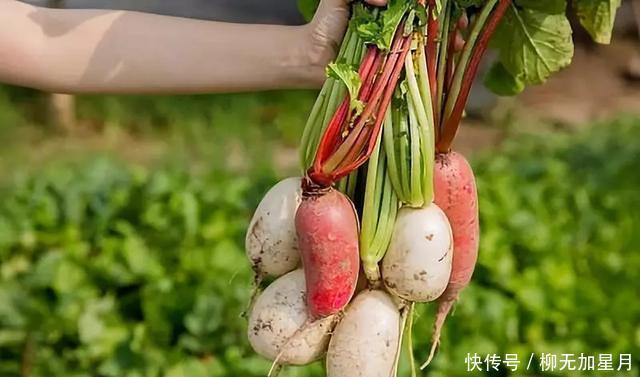 各色各样|酸萝卜,一个能在夜晚发光的美食