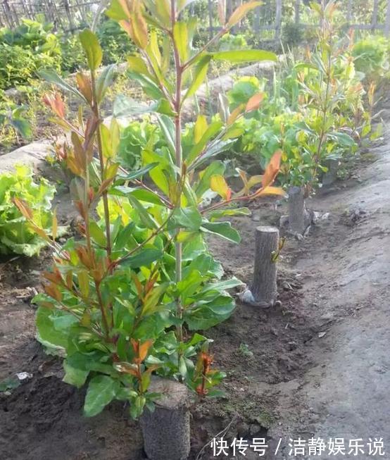 压弯枝|1种果树剪根枝，插土里就活，当年就能挂果，压弯枝！