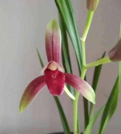 此兰花“一苗难求”,花开有其香,是顶级红素,曾被炒到百万