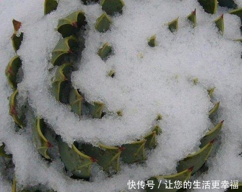 芦荟养了50年,一盆能卖一万多,越老越值钱,你见过吗!