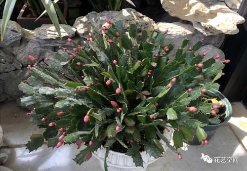 蟹爪兰，长寿花，杜鹃花败之后，赶紧做2步，不久又可以爆花啦