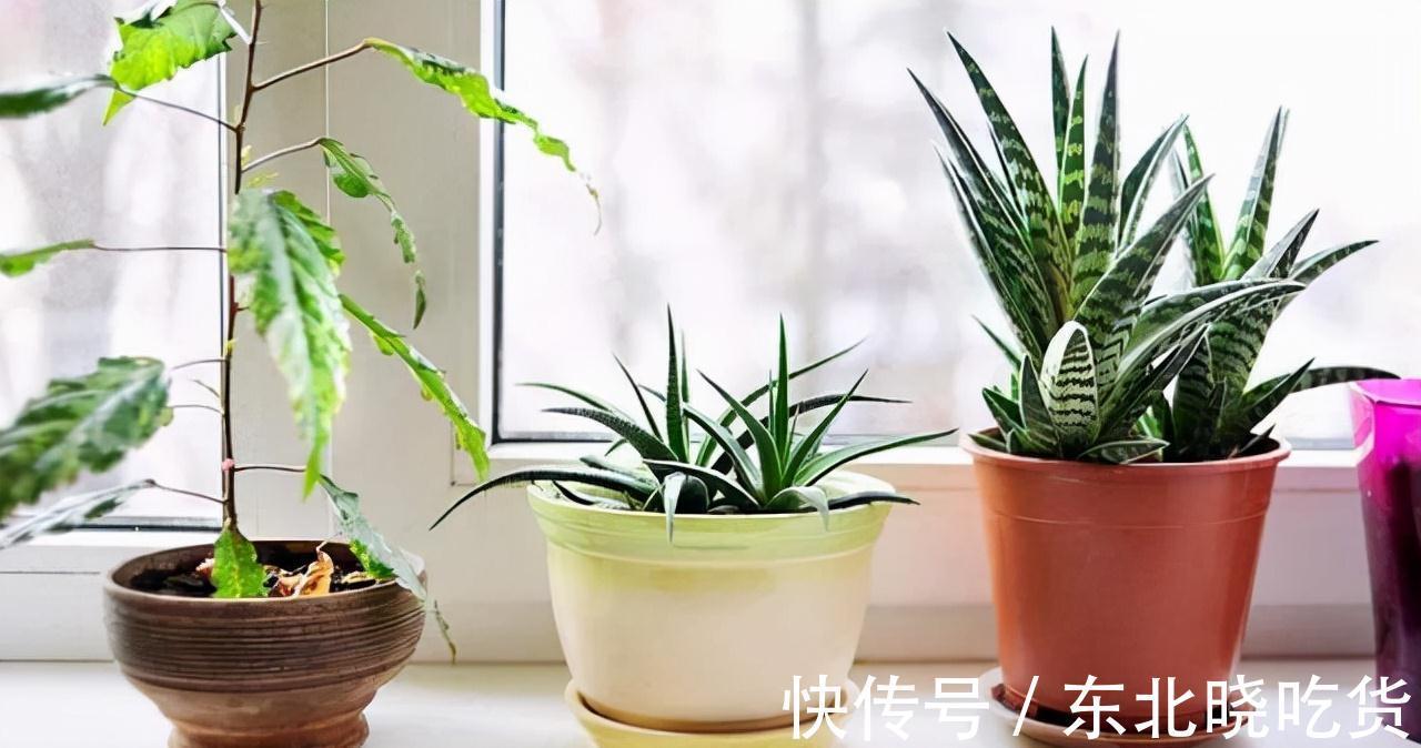 人养花,花亦养人,能促进“睡眠”的9种花,卧室再小也要养