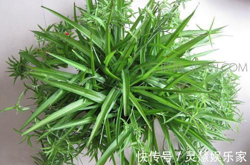 太阳花|不懂养花方法就养4种花,只管浇水,松松长到爆盆