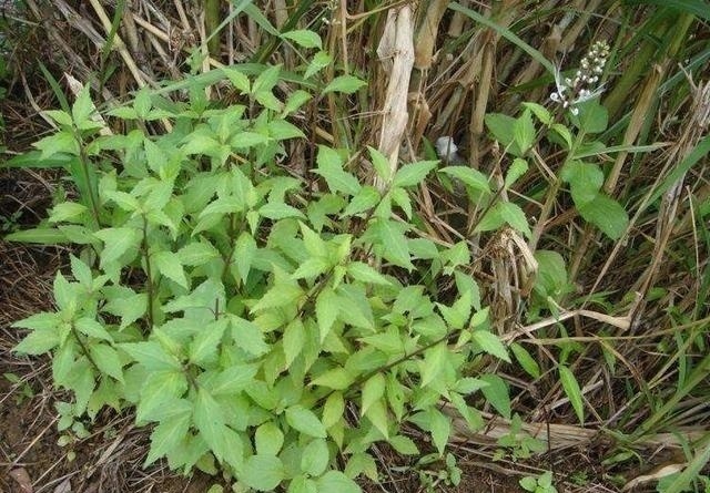 叶片|这东西，路边常见，俗称“肾草”，价值珍贵却被当野草对待，可惜