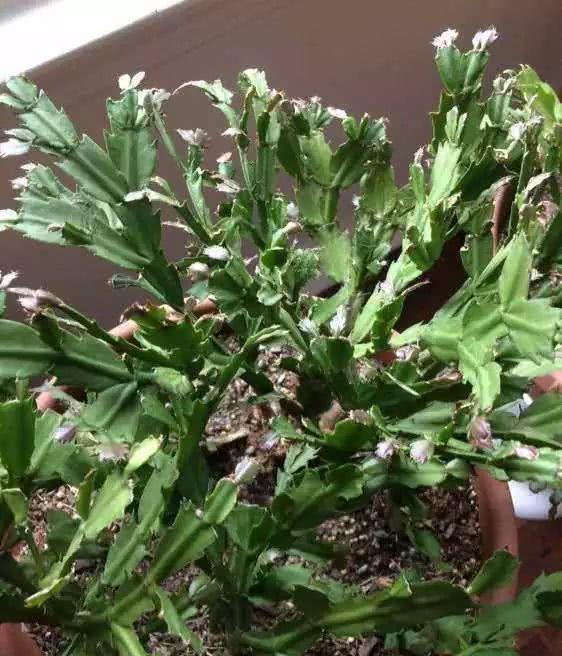 蟹爪兰|蟹爪兰在夏天,3个“禁忌”要牢记,不然叶片干瘪,度夏很难