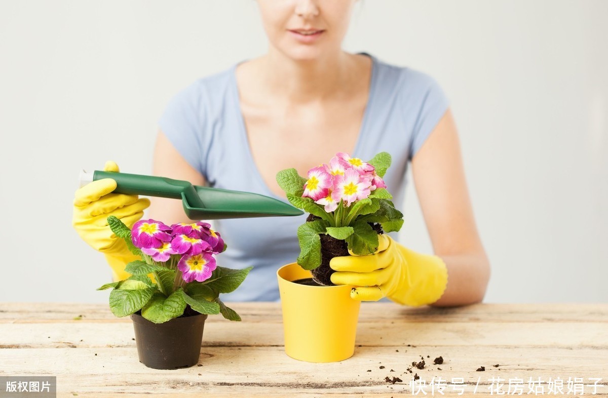 娟子|别乱给花乱施肥了,娟子给你支招,3个施肥技巧,比啥多管用