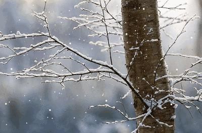  冬日|冬日听雪，一片雪花落在手，十首听雪诗词，感受古人诗意的冬天！