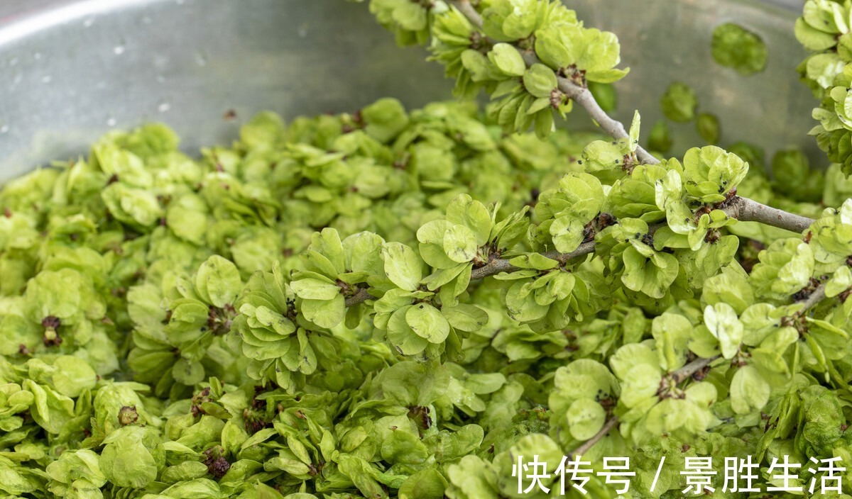 蒸窝头|遇到树上的这3种菜别错过,野味十足,鲜美软嫩,错过就没有了