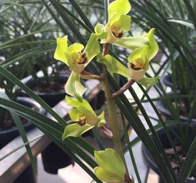 兰花要复壮,营养要跟上,怎样给兰花增加营养?