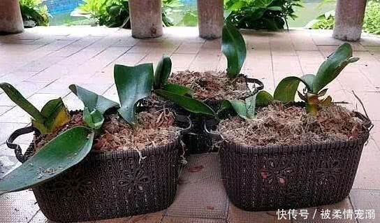 年前年后,就去这个地方捡花养,不花一分钱!