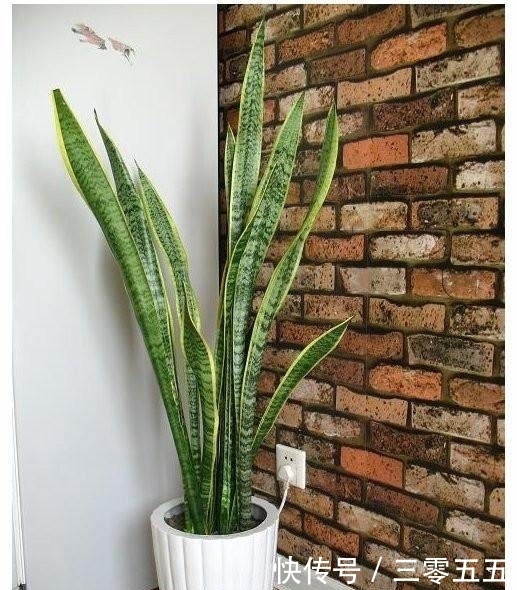 疯了|想让虎皮兰长得快、开花多,掌握这几个小妙招,直接长疯了!