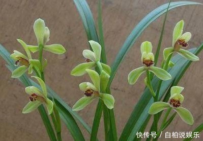 这1种东西吃剩了别扔了,当做肥料放进盆栽,兰花疯长发芽开花!