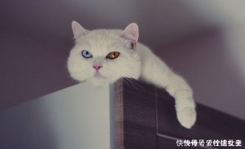 滤镜|猫咪天生自带美瞳,无需使用滤镜美颜,少女心要爆棚