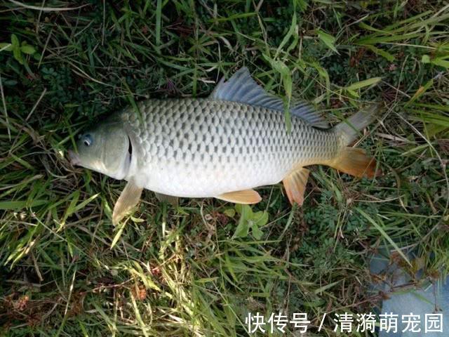 饵料|野生鲤鱼不好钓？钓的时候多一个步骤，再狡猾的鲤鱼也忍不住咬钩