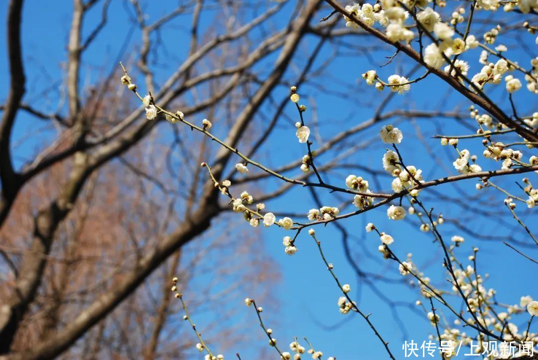 走进|梅开五福！普陀这里简直“美爆了”