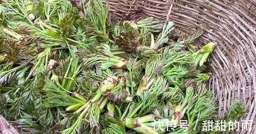 山野菜|它是农村最被低估的1种树木，农民打柴都不砍它，殊不知浑身是宝
