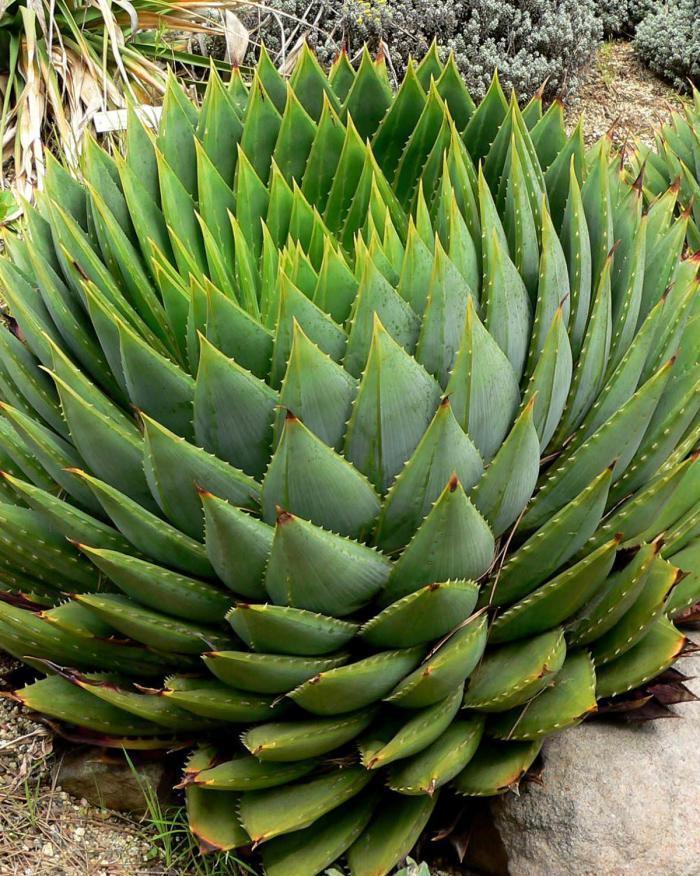 爱好者|漂亮的芦荟,多肉爱好者的进阶品种,你可别错过