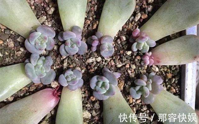 多肉叶插,记住3个小诀窍,生根发芽快,一棵变10棵,一盆变多盆